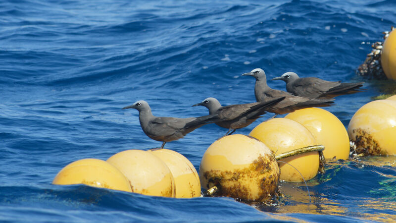 Brown Noddy