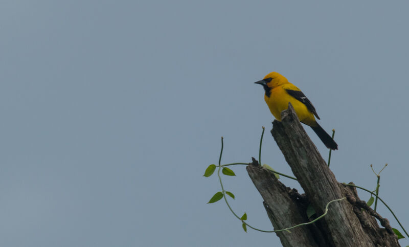 Oriole jaune