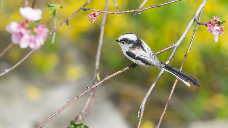 Long-tailed Tit