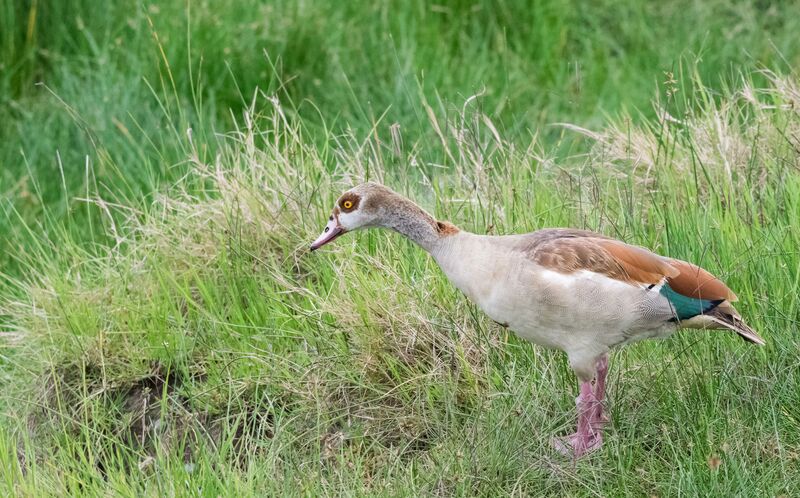 Egyptian Goose