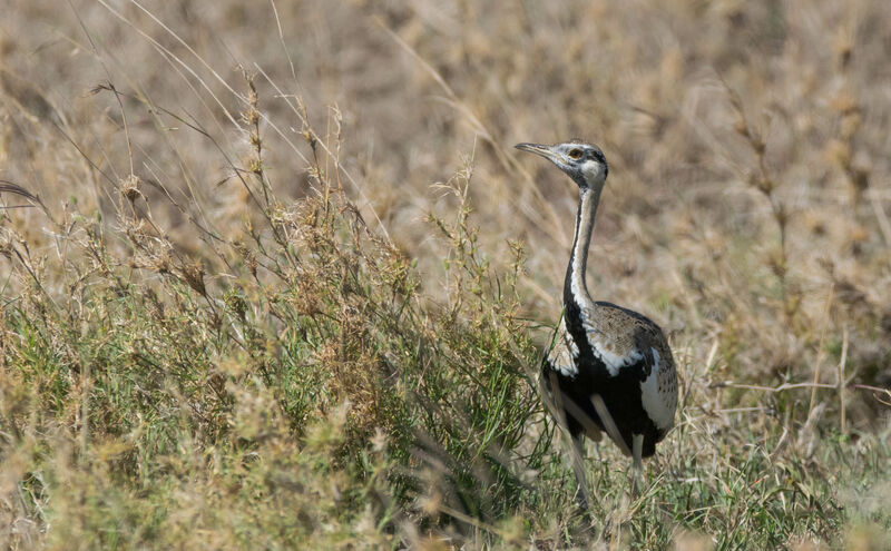 Black-bellied Bustard