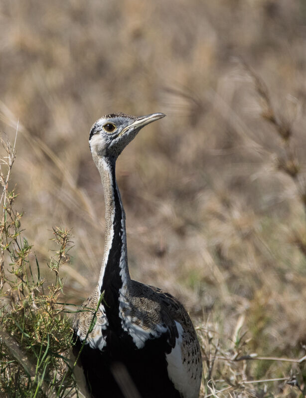 Black-bellied Bustard