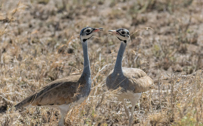 White-bellied Bustard