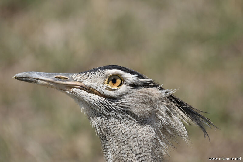 Kori Bustard