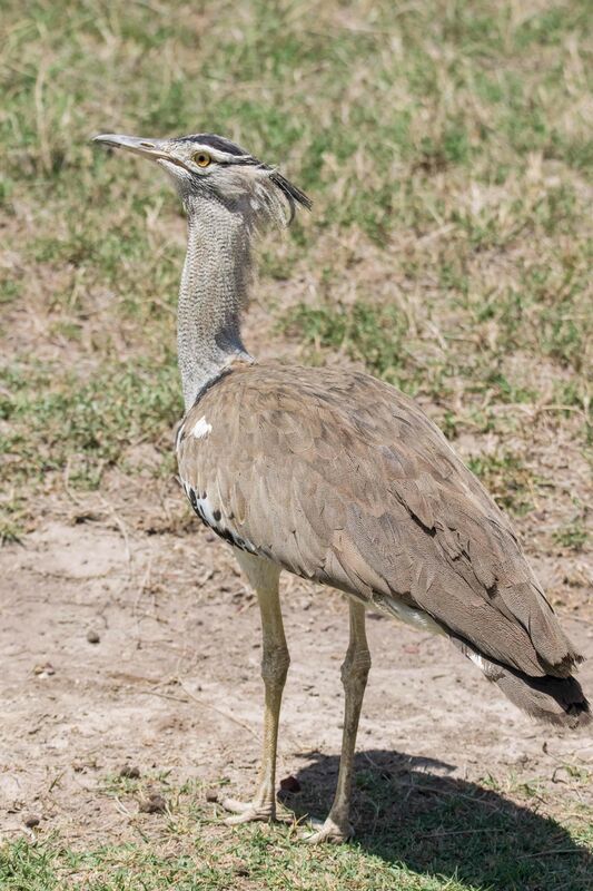 Kori Bustard