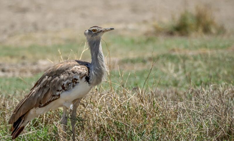 Kori Bustard