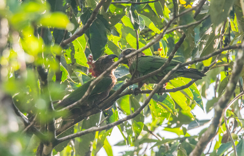 Red-fan Parrot