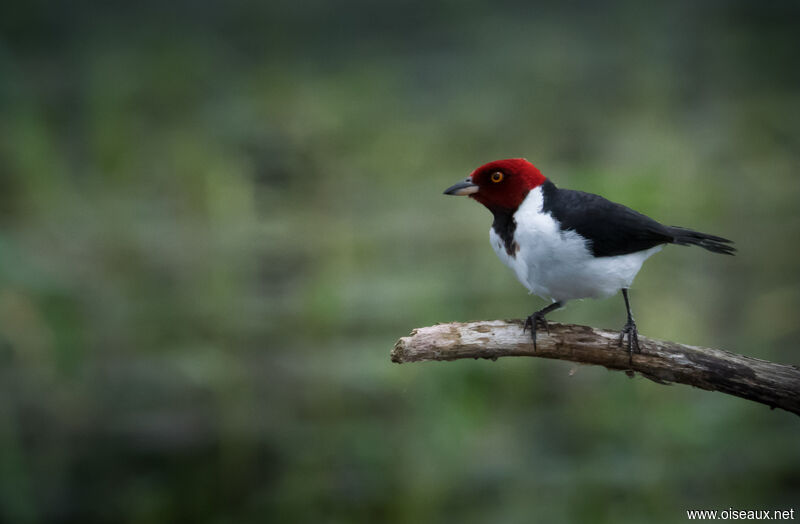 Red-capped Cardinal