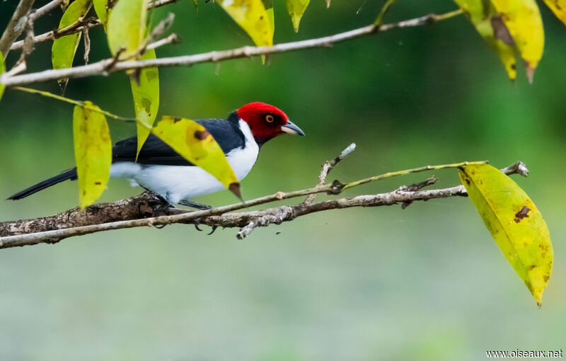 Red-capped Cardinal