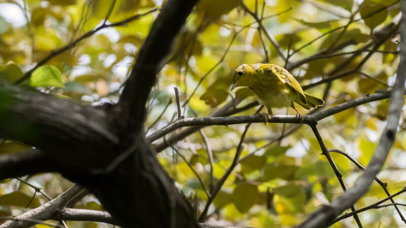 Mangrove Warbler