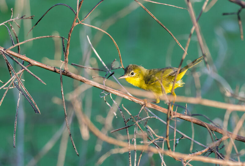 Masked Yellowthroat