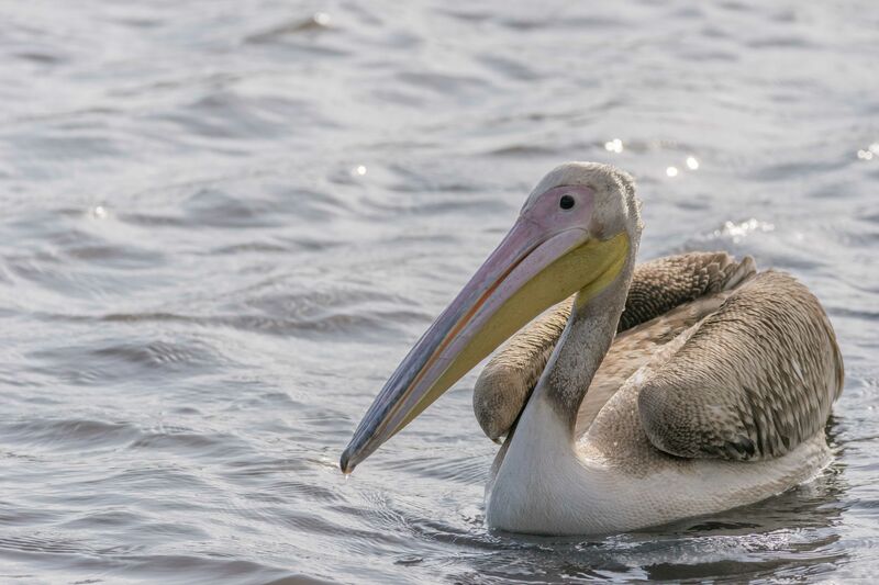 Great White Pelican