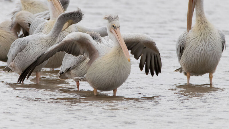 Pélican gris