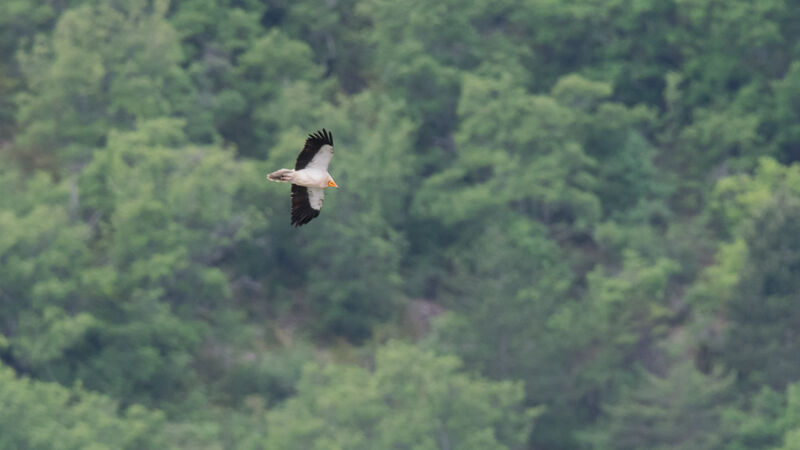 Egyptian Vulture