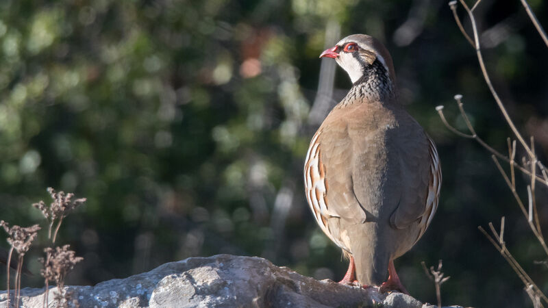 Red-legged Partridge