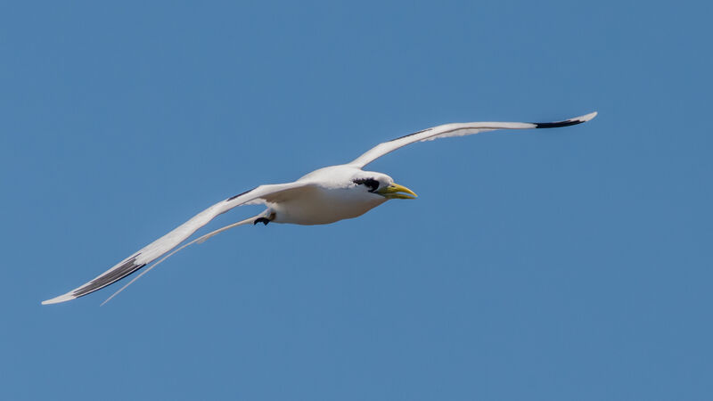 Phaéton à bec jaune