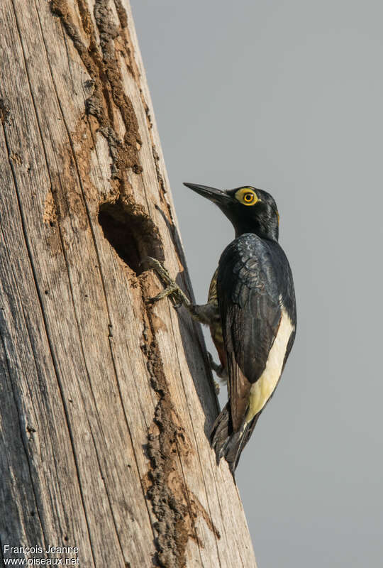 Yellow-tufted Woodpecker female adult, identification