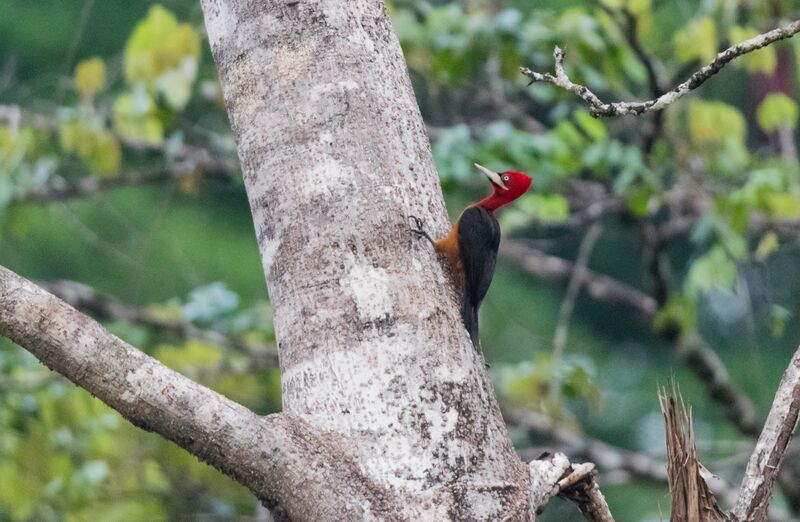 Pic à cou rouge