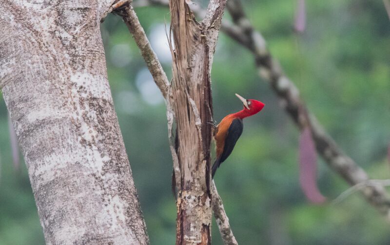 Pic à cou rouge femelle, identification