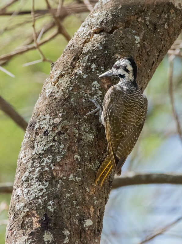 Bearded Woodpecker