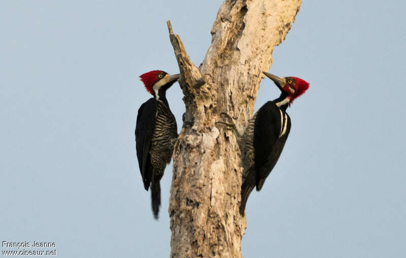 Crimson-crested Woodpeckeradult, pigmentation, Behaviour