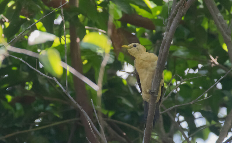 Cream-colored Woodpecker