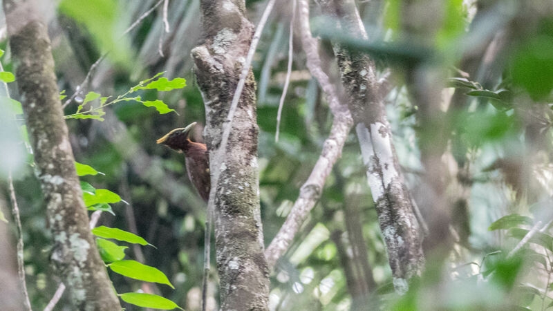 Chestnut Woodpecker