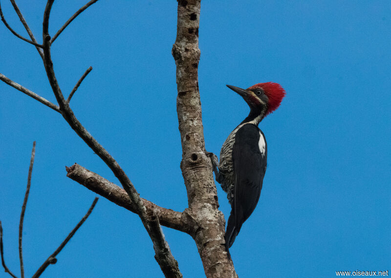 Lineated Woodpecker