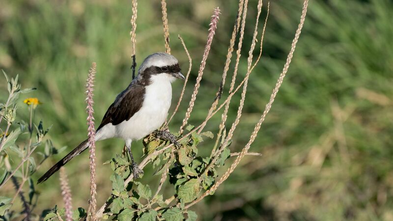 Grey-backed Fiscal