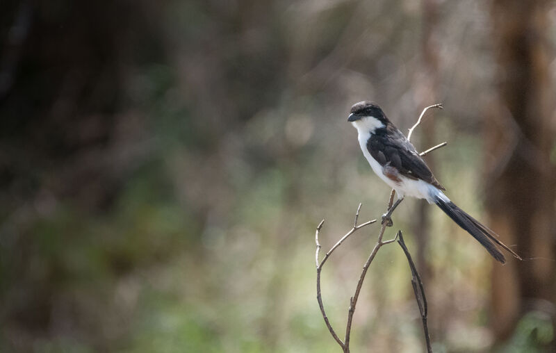 Long-tailed Fiscal