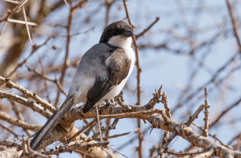 Long-tailed Fiscal