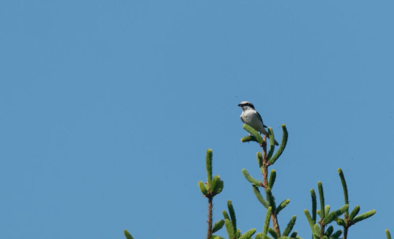 Great Grey Shrike