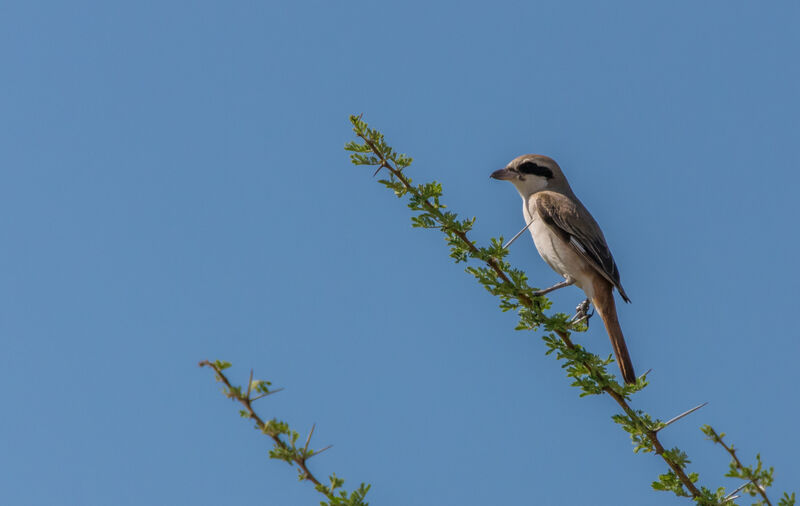 Isabelline Shrike