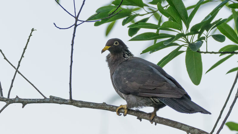 Comoro Olive Pigeon