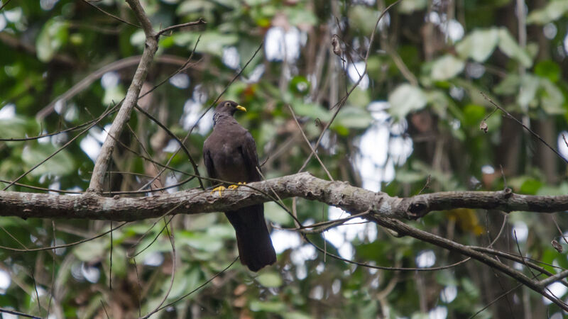 Comoro Olive Pigeon