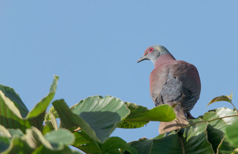 Pale-vented Pigeon