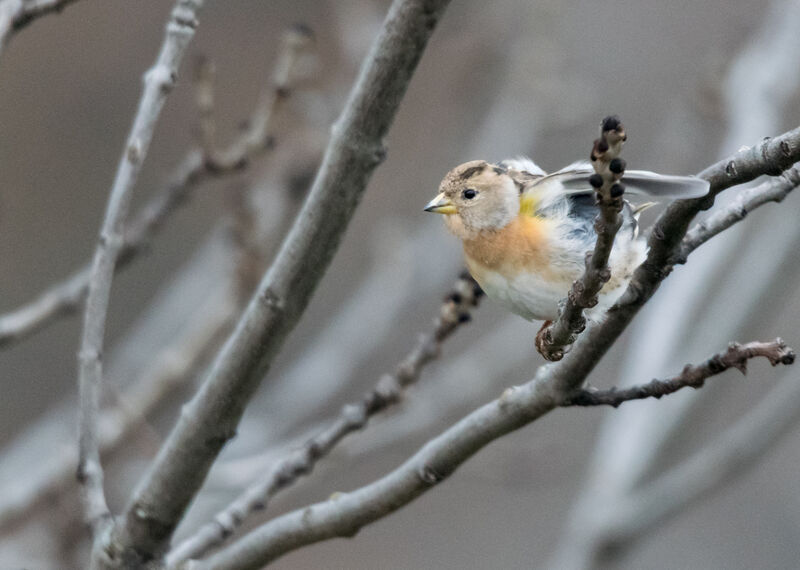 Brambling