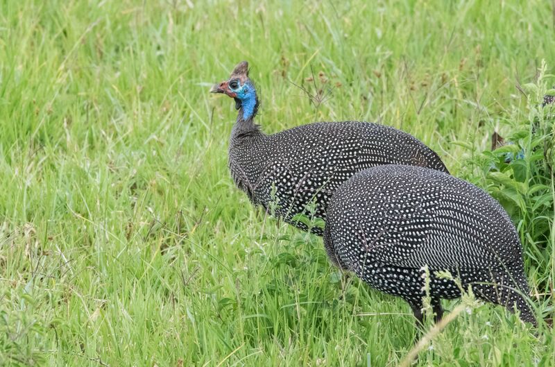 Helmeted Guineafowl