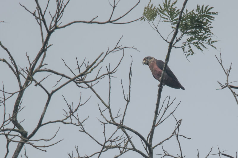 Dusky Parrot