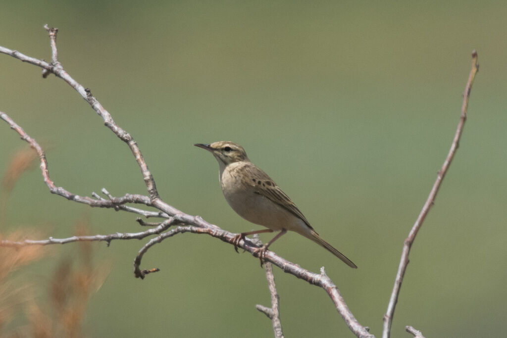 Pipit rousseline