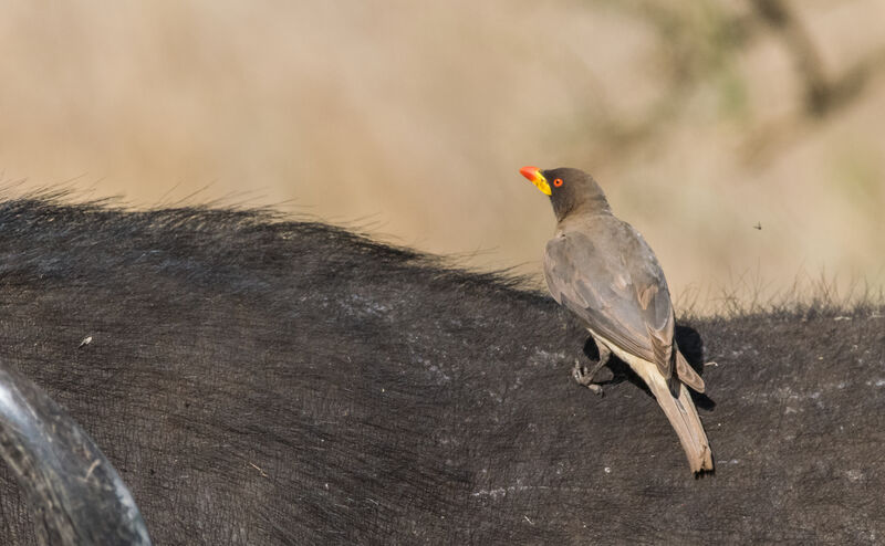 Yellow-billed Oxpecker