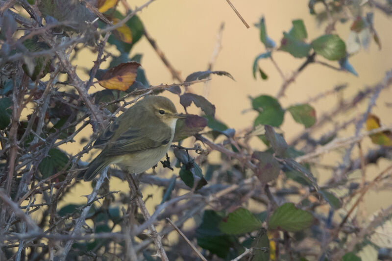 Common Chiffchaff