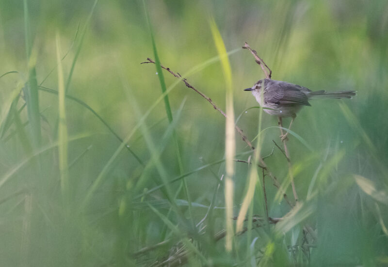 Prinia modeste