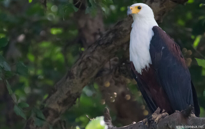 African Fish Eagle