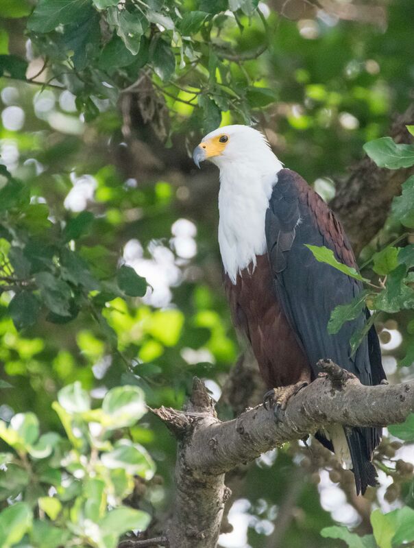 African Fish Eagle