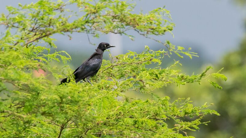 Carib Grackle