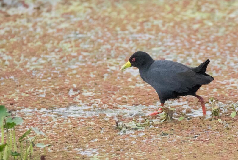 Black Crake