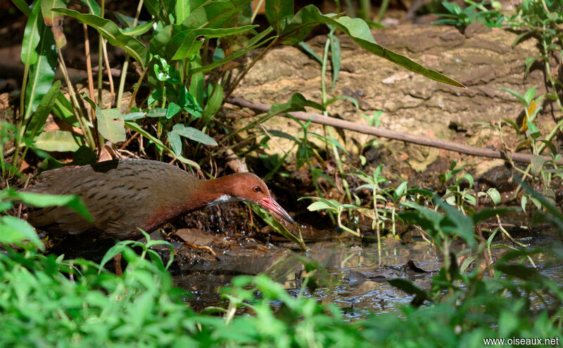 White-throated Rail