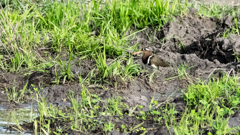 Greater Painted-snipe female