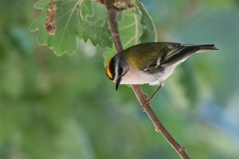 Common Firecrest